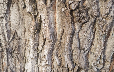 Closeup of texture background of an old oak tree bark