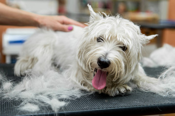 Dog West Highland White Terrier Grooming