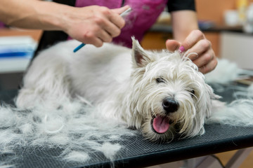 Dog West Highland White Terrier Grooming