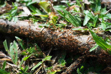 Red ant,Weaver Ants (Oecophylla smaragdina),Action of ant, ant standing