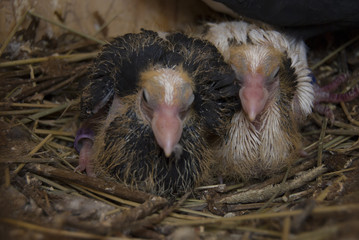 Two small fledgling pigeons sit in the nest. Breeding thoroughbred pigeons