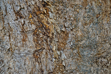 wood background texture, abstract,brown wood, natural background