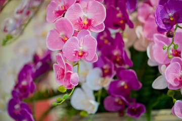 Naklejka na ściany i meble orchid flower. beautiful flower
