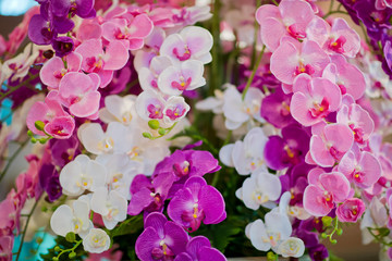  orchid flower. beautiful flower