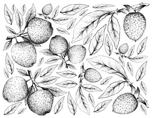 Hand Drawn Background of Apple and Diospyros Rhombifolia Fruits