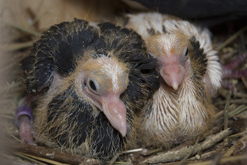 Two small fledgling pigeons sit in the nest. Breeding thoroughbred pigeons