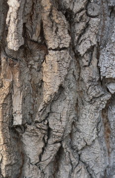 Closeup of texture background of an old oak tree bark
