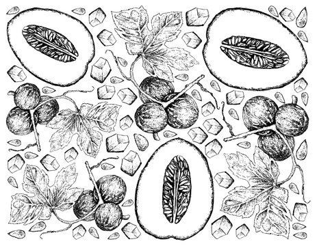 Hand Drawn Background of Honeydew Melon and Diplocyclos Palmatus Fruits