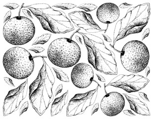 Hand Drawn Background of Chinese Pears