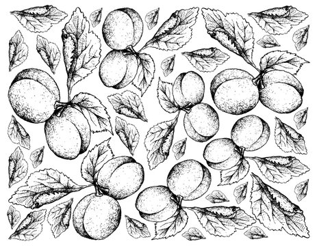 Hand Drawn Background of European Plum Fruits