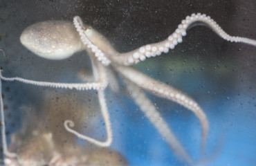 Underwater photo of small octopus