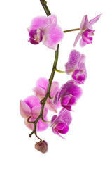 Fototapeta na wymiar orchid isolated on white