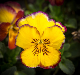 Head of yellow-violet flower