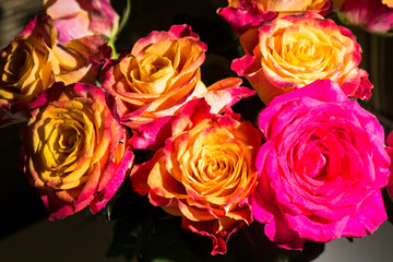 Close-up of festive fresh roses with original yellow and crimson coloration.
