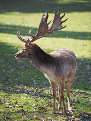 the fallow deer wakes on the spring grass