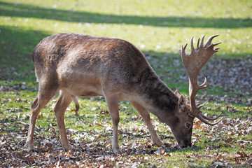 the fallow deer wakes on the spring grass