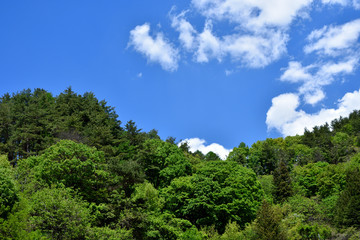 Fototapeta na wymiar Fresh green mountain and sky