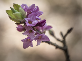 Ein Zweig des blühenden Seidelbast im Frühling.