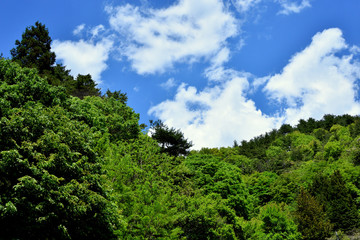 Fototapeta na wymiar Fresh green mountain and sky