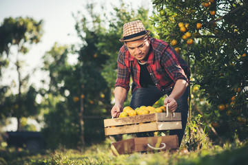 Farmer man harvesting oranges in an orange tree field