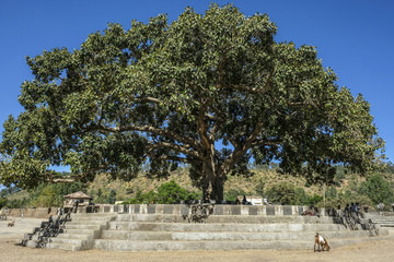 Obraz premium Fig tree in a square in the center of Aksum in Ethiopia.