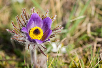 Spring flowers wild Pulsatilla pratensis - selective focus, copy space