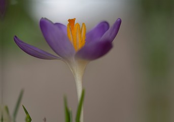 Ein aufgeblühter Krokus steht auf einer Wiese im Sonnenlicht.