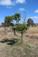 country NSW Australia