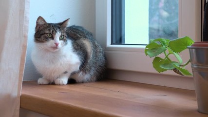 A beautiful cat stands at a window - closeup