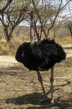 Ostrich in the Abijatta-Shalla National Park in Ethiopia.