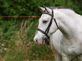 Obraz na płótnie Canvas Grey Horse in Bridle