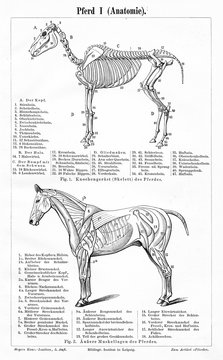 Horse I - anatomy (from Meyers Lexikon, 1896, 13/770/771)
