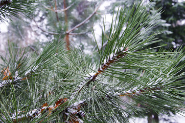 Zima © KrólestwoNauki