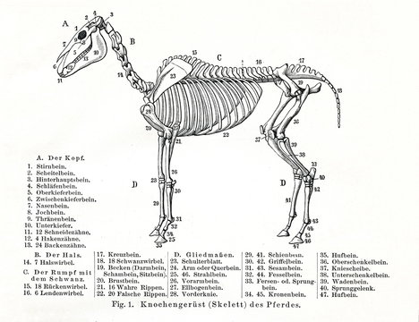 Skeleton of a horse (from Meyers Lexikon, 1896, 13/770/771)