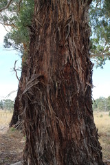 Australian tree country outback