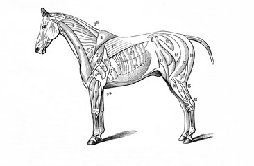 Horse's superficial muscles (from Meyers Lexikon, 1896, 13/770/771) © Juulijs