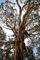Australian tree country outback