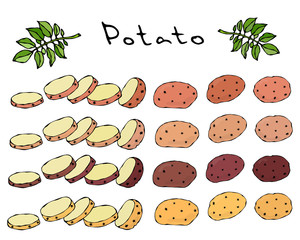 Varieties of Potatoes of Different Colors. Potato Slices and Nightshade Leaves. . Food Illustration. Fresh Farm Ingredients. Realistic Hand Drawn Illustration. Savoyar Doodle Style.