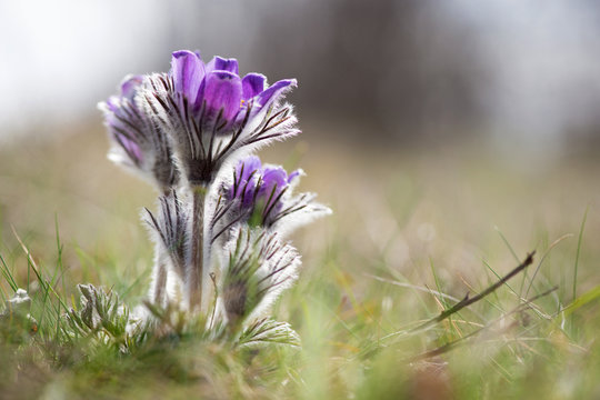 Spring flowers wild Pulsatilla pratensis - selective focus, copy space