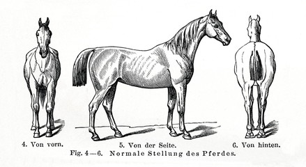 Equine conformation - horse's normal posture (from Meyers Lexikon, 1896, 13/770/771)