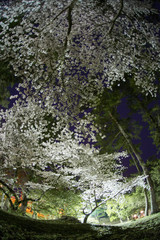 夜桜
