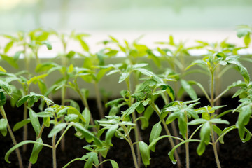 tomato seedlings growing in a greenhouse - selective focus, copy space