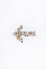 pointers, arrows from a blooming willow on a white background. seals of the mouth