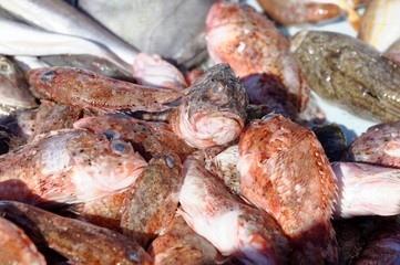 Verschiedene Mittelmeerfische, Fischmarkt am alten Hafen, Vieux Port, Marseille, Département Bouches-du-Rhône, Region Provence-Alpes-Côte d’Azur, Frankreich, Europa
