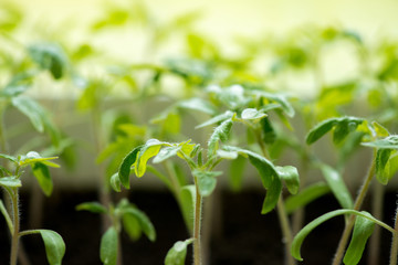 tomato seedlings growing in a greenhouse - selective focus, copy space