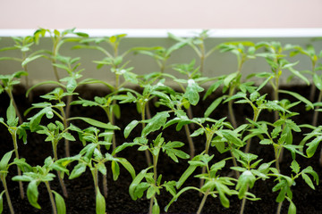 tomato seedlings growing in a greenhouse - selective focus, copy space