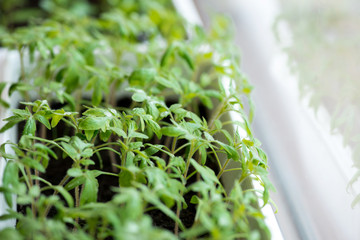 tomato seedlings growing in a greenhouse - selective focus, copy space
