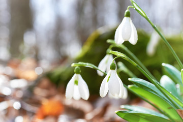 Snowdrops first spring flowers in the forest
