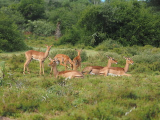Impalas in Südafrika