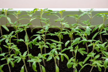 tomato seedlings growing in a greenhouse - selective focus, copy space